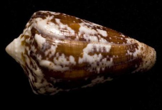 最新研究发现海螺毒液可起到独特镇痛效果