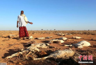 索马里粮食短缺困境 总理:48小时内110人死亡
