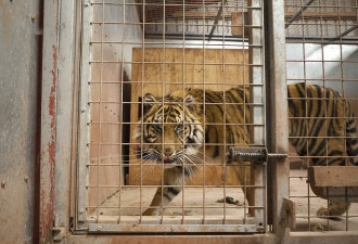 英国一动物园3年养死500只动物被勒令关闭