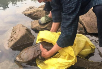 四川泸州发现巨型野生娃娃鱼 长1米重达18斤