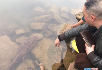 四川泸州发现巨型野生娃娃鱼 长1米重达18斤