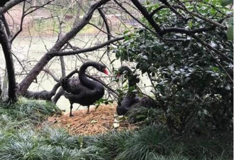 天鹅蛋事件嫌疑人到案:为15岁少年