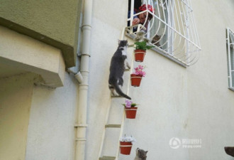 土耳其妇女自家窗下搭梯子 让流浪猫进屋避寒