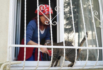 土耳其妇女自家窗下搭梯子 让流浪猫进屋避寒