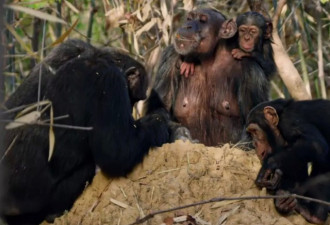 这只黑猩猩首领称王之路简直比宫斗剧还精彩！