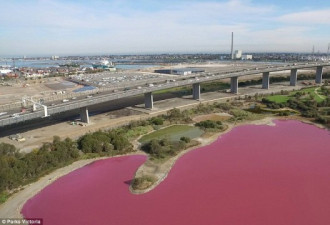 澳大利亚蓝色盐湖突然变成粉色 景象罕见