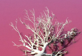 澳大利亚蓝色盐湖突然变成粉色 景象罕见