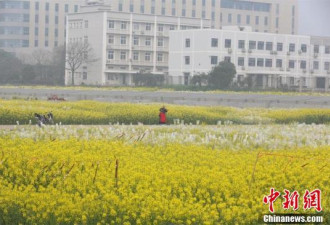 武汉一高校内油菜花盛开 形成金黄色花海