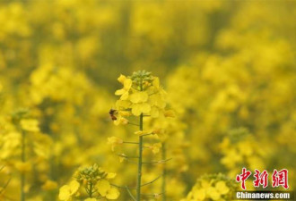 武汉一高校内油菜花盛开 形成金黄色花海