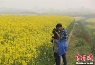 武汉一高校内油菜花盛开 形成金黄色花海