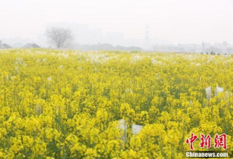 武汉一高校内油菜花盛开 形成金黄色花海