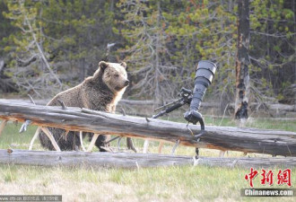 德国动物园明星灰北极熊出逃 动物园将其射杀