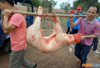 广东现壮观的祭祖场面:肥猪被堆成小山