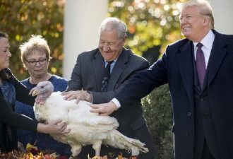 美国特朗普去年赦免的火鸡如今怎么样了?早就