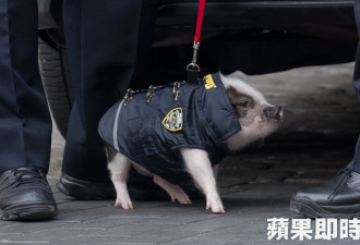 警犬接班人？纽约两警察在街头遛警猪走红