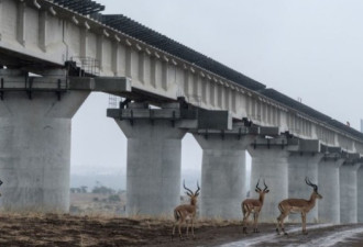 3名中国路桥集团员工在肯尼亚涉嫌贿赂被逮捕