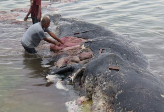 一条抹香鲸死亡，肚子里有 6 公斤塑料