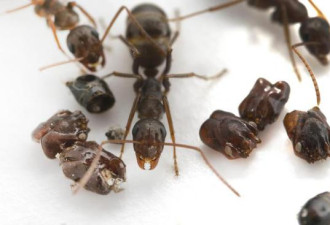 蚂蚁王国杀人狂肢解同类 用头颅装饰巢穴