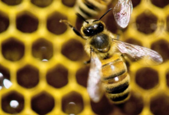 进口伪劣蜂蜜充斥加拿大市场 本土蜂蜜遭殃