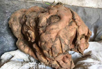 湖北省发现的最大红薯！重达50斤外形酷似虎头