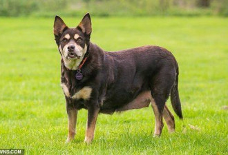 英国最胖狗狗：牧羊犬重达 50.8 公斤
