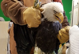 新斯科舍省发现第7只铅中毒的秃鹫老鹰
