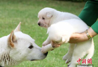 朴槿惠被指涉嫌虐待动物 离青瓦台时遗弃9只狗