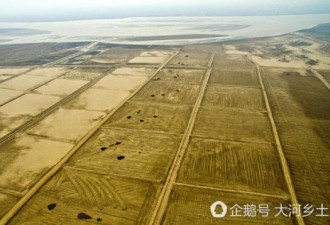 航拍山西大地春色 杏花铺地 麦田似锦