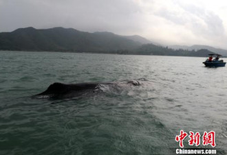 搁浅惠州海域抹香鲸 情况不乐观 可能安乐死