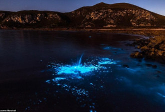 澳州惊现水下蓝色“北极光” 令人眼花缭乱