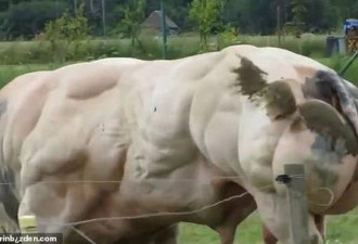 比利时现巨型公牛 浑身大块肌肉随步伐颤动