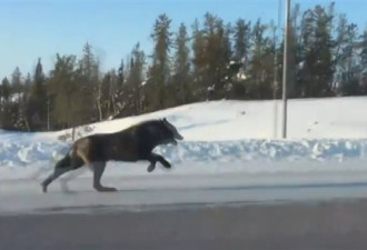 加拿大：开车上班，高速上与黑狼并驾齐驱