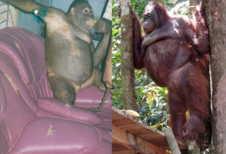 红毛猩猩身戴首饰被迫提供性服务 沦为泄欲工具