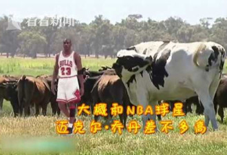 澳洲奶牛高1米95重1.4吨  因太大被屠宰场拒收