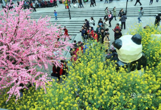 重庆商场将3000平油菜花搬进室内 逛街如郊游