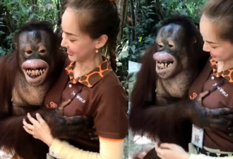 游客吃惊了！动物园里的猩猩竟这样偷捏女员工