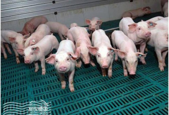 贸易战恶果蔓延 日媒称中国养猪户祭出极端手段
