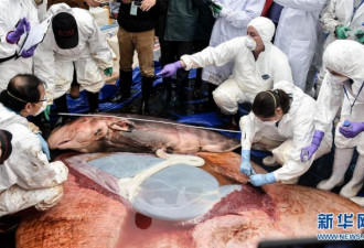 搁浅惠州死亡的鲸鱼已怀孕 解剖遗体发现胎儿