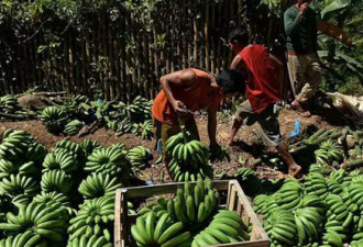 外媒：菲律宾“疏美亲华”后香蕉销量飙升