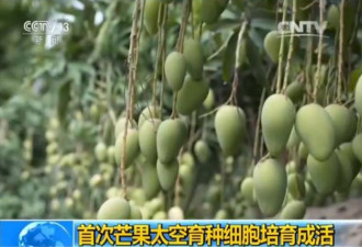 世界首次！中国“芒果太空育种细胞”成活