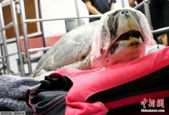 泰国海龟误吞915枚许愿币 洗胃后不幸去世