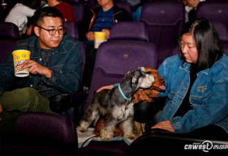 犬主带狗包场看电影 影院准备两片尿不湿