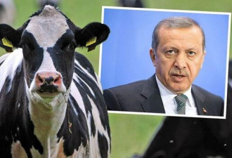 外交战持续蔓延!土耳其宣布驱逐荷兰奶牛