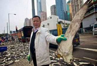 不起眼的香港楼顶 晾晒着数以十万计的生命
