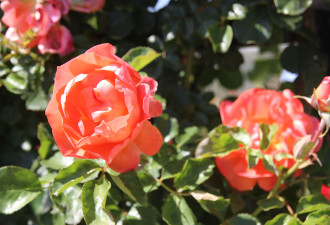 养花种草系列82：多彩多姿的攀爬玫瑰