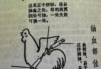 天方夜谭:打鸡血!曾经风靡中国的真·养生大法