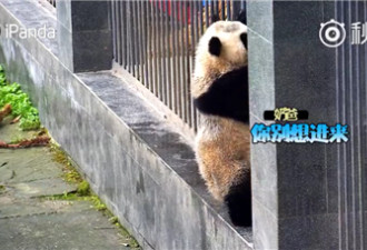 全成精了！大熊猫挂门玩越狱 还会碰瓷