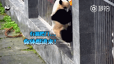 全成精了！大熊猫挂门玩越狱 还会碰瓷