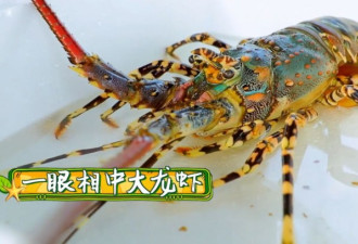 李菲儿一顿吃7个大闸蟹，却硬要放生龙虾