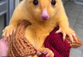 澳洲惊现罕见金色负鼠，形似皮卡丘在网上爆红